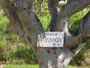 Warning on the Poisonwood Tree