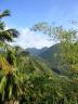 St. Lucia's Beautiful Tropical Rainforest