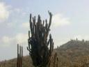 Huge Organpipe Cacti