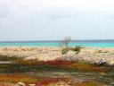 Bonaire's Southern Coast is Outlined With White and Pink Coral and Little Patches of Scrubby But Colorful Bushes