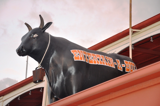 Cow Statue in Rockhampton